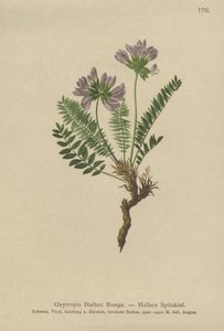 Mor Oksitropis (Oxytropis Halleri) by German School