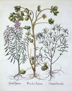 Semizotu, Summer Savory ve Winter Savory, Hortus Eystettensis'ten, Basil Besler (1561-1629), pub. 1613 (el boyaması gravür) by German School