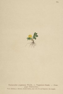 Pigme Düğünçiçeği (Ranunculus pygmaeus, Ranunculus tappeineri, Ranunculus baerianus, Ranunculus pygmaeus var. Langeanu) by German School