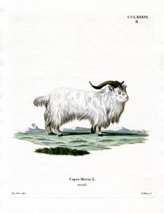 Pigme Keçi (renkli gravür) by German School