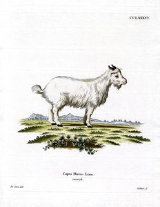 Pigme Keçi (renkli gravür) by German School