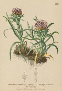 Pigme Saussurea (Saussurea pygmaea) by German School