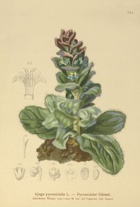 Piramidal Bugle (Ajuga piramidalis) by German School