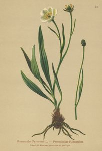 Pirene Crowfoot (Ranunculus Pyrenaeus) by German School