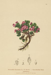 Pirene Petrocallis (Petrocallis Pyrenaica) by German School