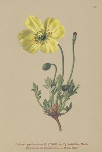 Pirene haşhaşı (Papaver pyrenaeicum, Papaver alpinum sub.) by German School