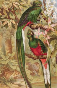 Quetzal, Brehms Tierleben