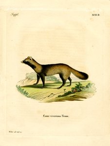 Rakun Köpeği (renkli gravür) by German School