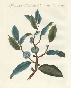 Nadir süs bitkileri by German School