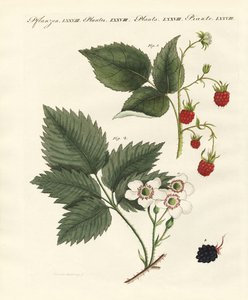 Ahududu ve böğürtlen by German School