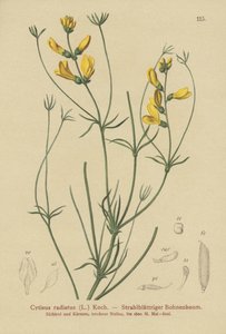 Işınlı Süpürge (Cytisus radiatus, Cytisanthus radiatus, Genista radiata) by German School