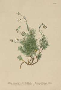 Kıvrımlı Sandwort (Alsine recurva, Minuartia recurva) by German School