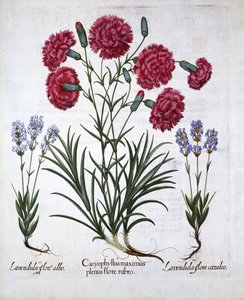 Hortus Eystettensis