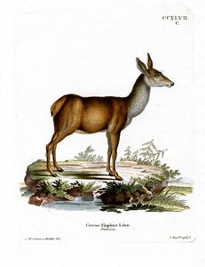 Kızıl Geyik (renkli gravür) by German School