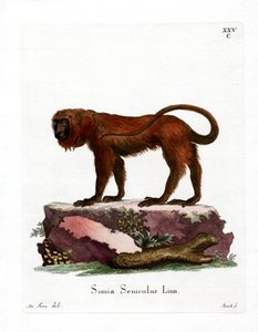 Red Howler (renkli gravür) by German School