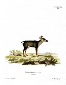 Ren geyiği Fawn (renkli gravür) by German School