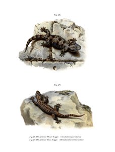 Halkalı Duvar Geko (renkli taş) by German School