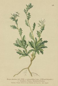 Kaya teresi (Braya dentata, Braya pinnatifida, Murbeckiella pinnatifida, Arabette pennatifida, Çim Cornacchia pennatifida) by German School