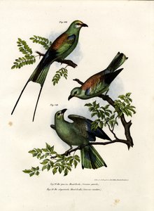 silindir, 1864 by German School