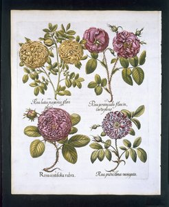 Güller, Hortus Eystettensisby Basil Besler (1561-1629) pub'dan plaka 95. 1613 (el renkli gravür) by German School