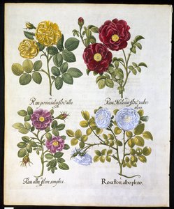 Güller, Basil Besler (1561-1629) tarafından Hortus Eystettemsis
