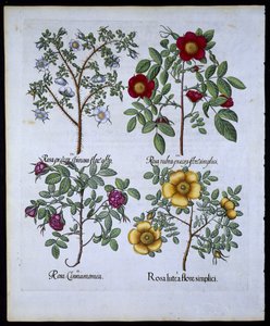 Güller, Hortus Eystettensisby Basil Besler (1561-1629) pub