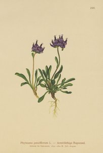 Yuvarlak başlı Rampa (Phyteuma pauciflorum, Rapunculus pauciflorus, Phyteuma globulariifolium) by German School