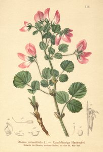 Yuvarlak yapraklı Restharrow (Ononis rotundifolia, Ononis tribracteata) by German School