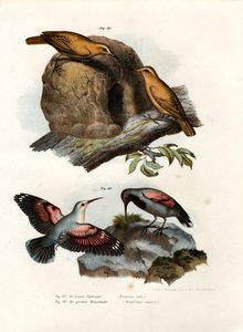 Kızıl Hornero, 1864 by German School