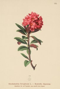 Paslı Yapraklı Alpenrose (Rhododendron ferrugineum) by German School