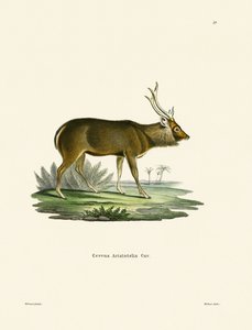 Sambar (renkli gravür) by German School