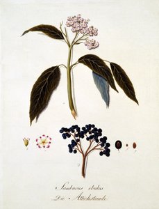 Johann Daniel von Reitter