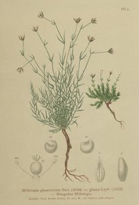 Kum otu (Moehringia glaucovirens, Möhringia glaucovirens, Möhringia glauca, Moehringia glauca, Arenaria glaucovirens) by German School