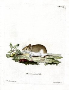 Sandy Mole Rat (renkli gravür) by German School