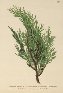 Savin Ardıç (Ardıç Sabina) by German School