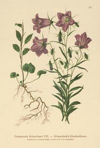 Scheuchzers Çan çiçeği (Campanula Scheuzeri) by German School