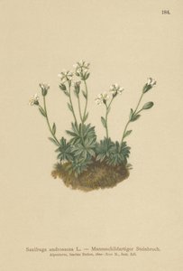 Scree Saxifrage (Saxifraga androsacea) by German School