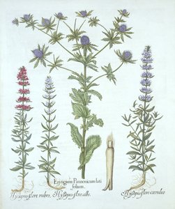 Hortus Eystettensis
