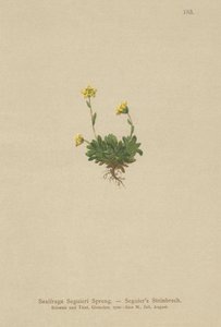 Seguieris Saxifrage (Saxifraga Seguieri) by German School