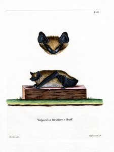 Serotine Bat (renkli gravür) by German School
