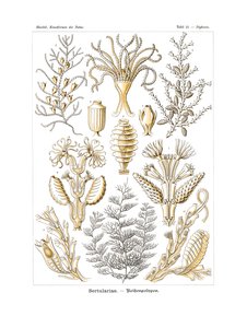 Sertularia, 1899-1904 by German School