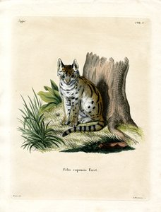 Serval (renkli gravür) by German School