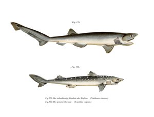 Sharpnose Sevengill Shark (renkli taş) by German School