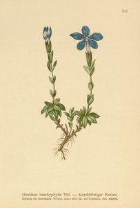 Kısa yapraklı Gentian (Gentiana brachyphylla) by German School