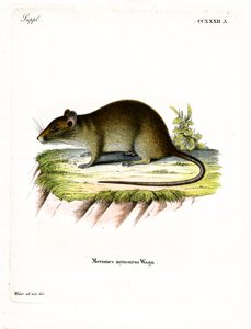 Kısa kuyruklu Bandicoot Rat (renkli gravür) by German School