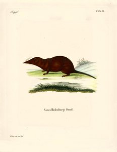 Shrew (renkli gravür) by German School
