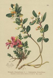 Çalı Süt Çorbası (Polygala Chamaebuxus) by German School