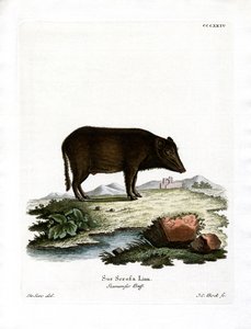 Siyam Yaban Domuzu (renkli gravür) by German School