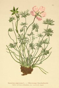 Simli Turna Bill (Sardunya argenteum) by German School
