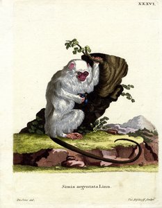 Simli Marmoset (renkli gravür) by German School